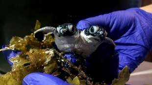 Zweiköpfige Babyschildkröte in Malaysia entdeckt