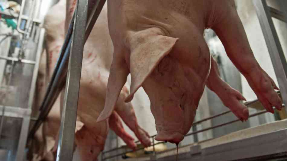 Offenbar Krisengipfel zu Schweinepest im Februar 2018 geplant