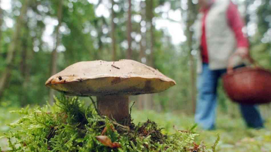 Ukraine: 31 Jahre nach Tschernobyl bayerische Pilze belastet