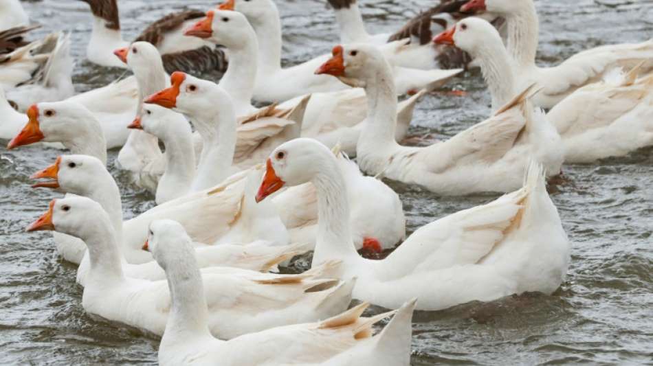 Marktexperten warnen vor G&auml;nsebratenknappheit 