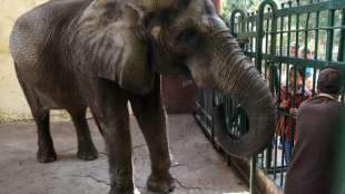 Letzter afrikanischer Elefant im Zoo von Gizeh in Ägypten gestorben