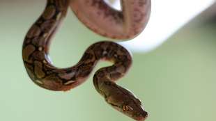 Tote Frau mit Python um den Hals in Haus mit 140 Schlangen entdeckt
