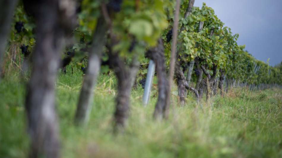 Sieben Million Liter Wein in Rheinland-Pfalz wegen mutmaßlichen Betrugs gesperrt
