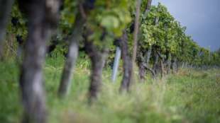 Sieben Million Liter Wein in Rheinland-Pfalz wegen mutmaßlichen Betrugs gesperrt