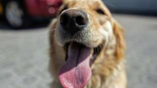 Warnung vor dem Hund - als Quelle multiresistenter Keime