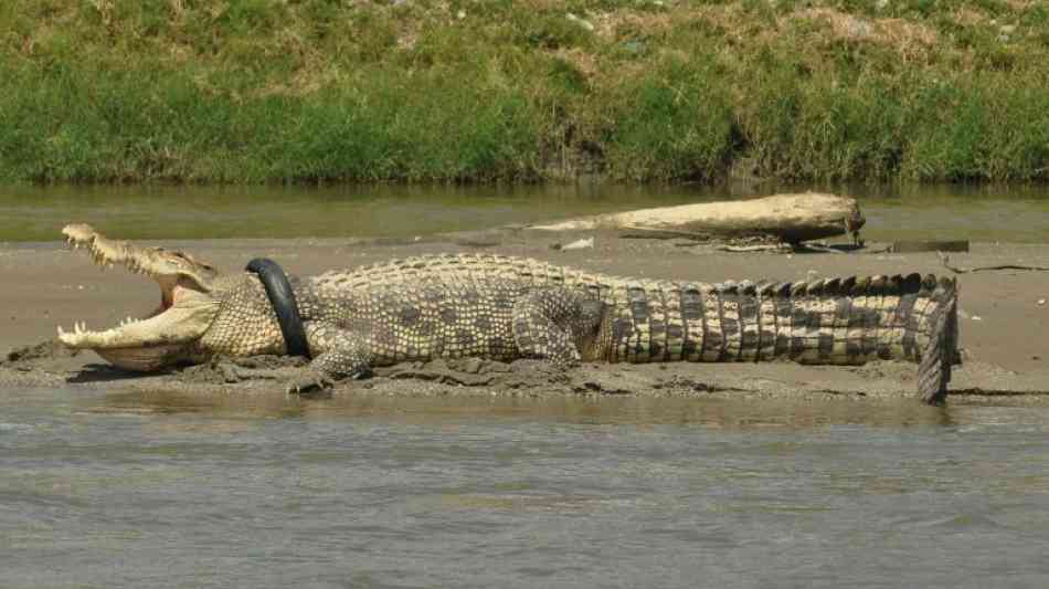Sulawesi: Krokodil mit Reifen um den Hals soll gerettet werden