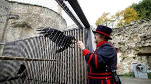 D&uuml;steres Omen f&uuml;r Gro&szlig;britannien: Einer der Raben im Londoner Tower wird vermisst