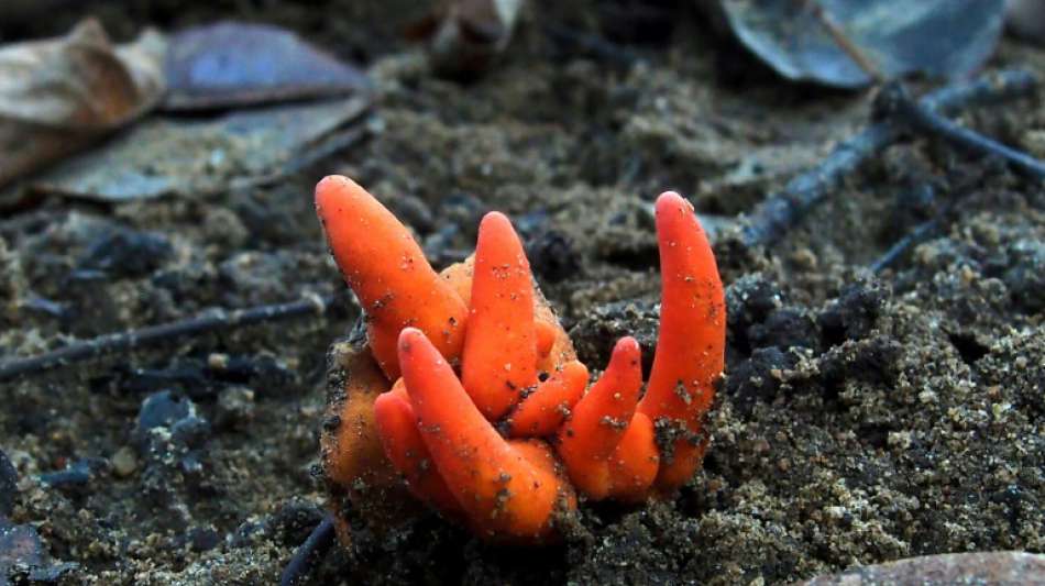 Hochgiftiger Pilz tausende Kilometer von Heimat entfernt in Australien entdeckt