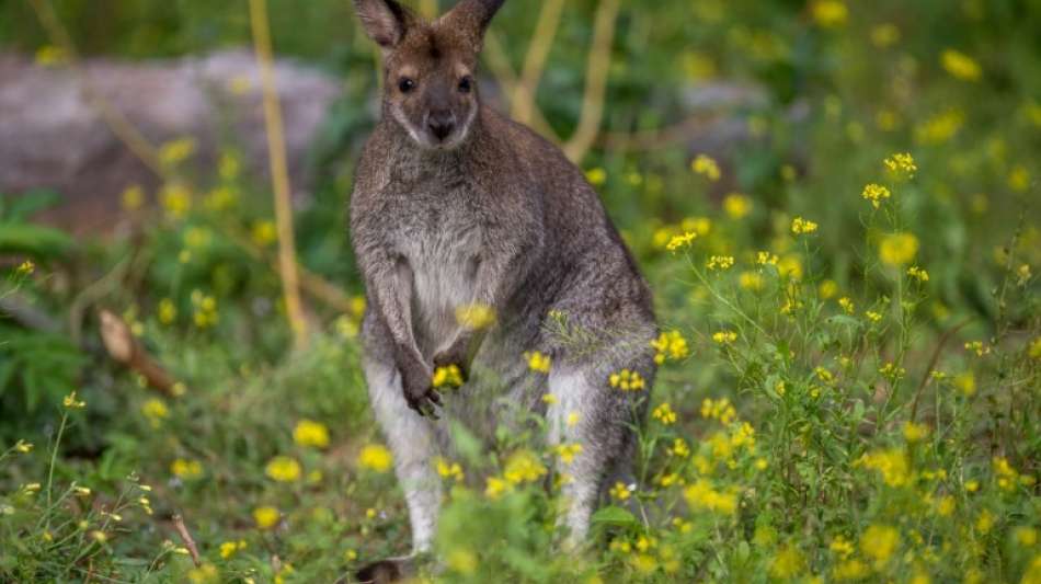 Bayerische Polizei entdeckt Känguru und 18 weitere Wildtiere in Auto