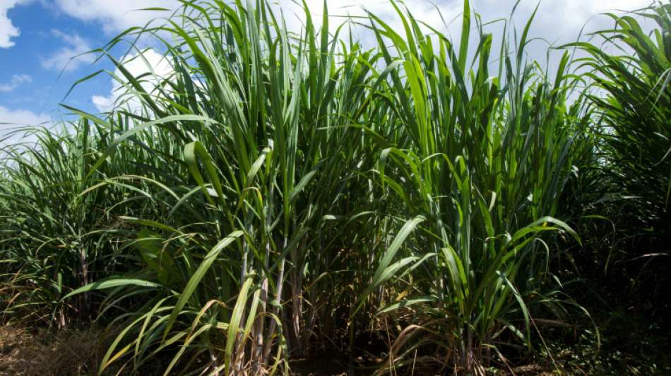 Bolsonaro kippt Verbot für Zuckerrohr-Anbau am Amazonas und im Pantanal