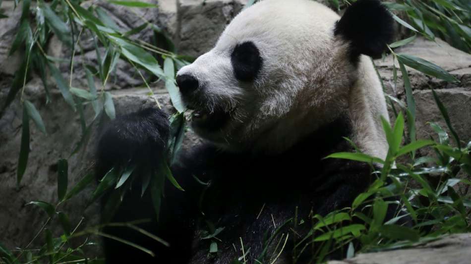Panda-Baby im Zoo von Washington geboren
