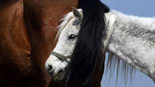 Wild gewordenes Pferd in Hessen galoppiert &uuml;ber Autobahn
