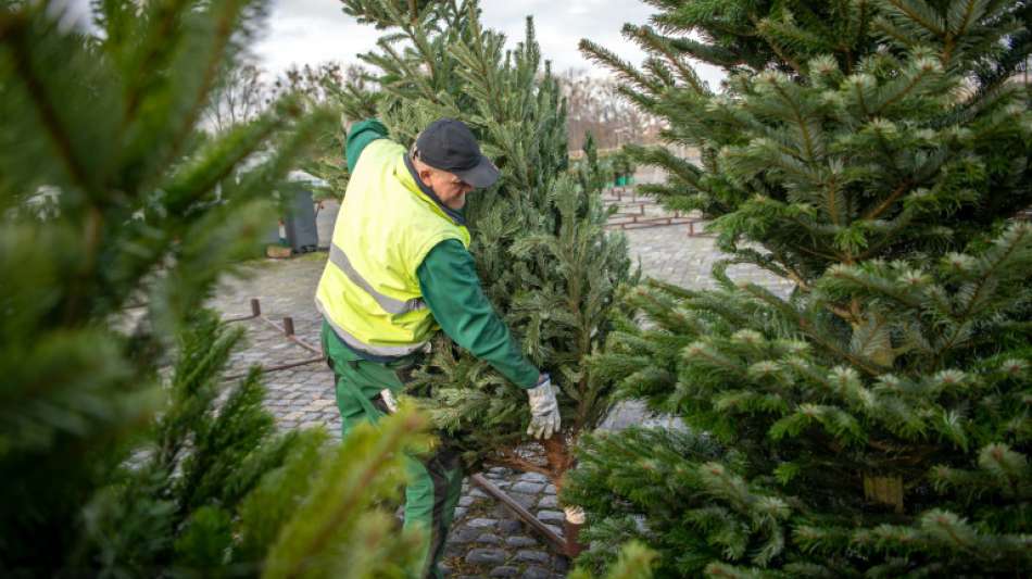 Deutschland importiert Weihnachtsbäume im Wert von 26 Millionen Euro