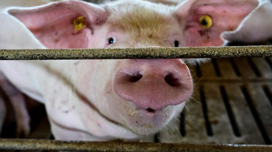 Berlin weist chinesische Berichte über Corona-Infektion durch Schweinshaxe zurück