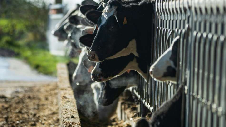 Haltungsform-Kennzeichen ab Januar auch auf Milch und Milchprodukten 