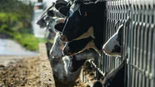 Haltungsform-Kennzeichen ab Januar auch auf Milch und Milchprodukten 