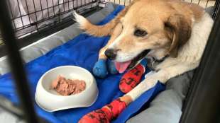 Sch&auml;rfere Regeln f&uuml;r Hundehaltung geplant
