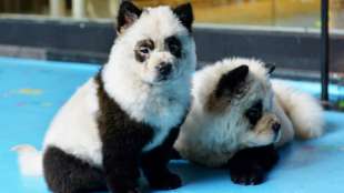 Empörung über gefärbte "Panda-Hunde" in Café in China