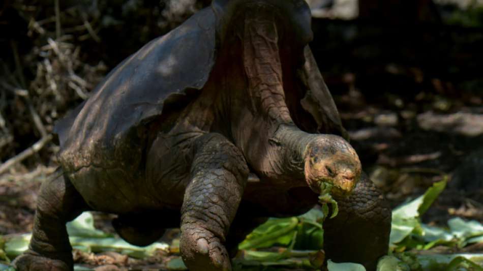 Riesenschildkröte darf nach Rettung ihrer Gattung in Heimat zurück