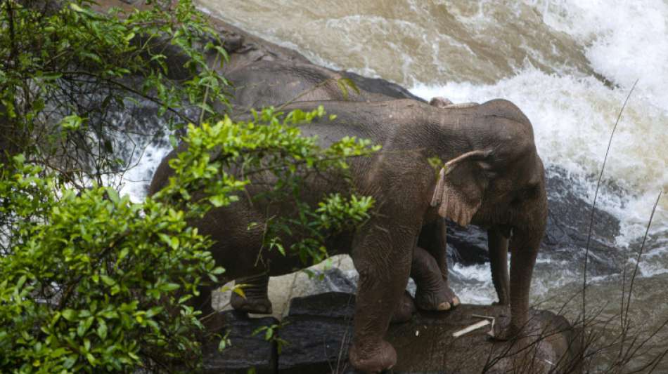 Sechs Elefanten ertrinken in Wasserfall in thailändischem Nationalpark 