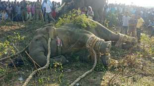 Elefantenbulle "Bin Laden" wird nach tödlicher Trampeltour zwangsumgesiedelt
