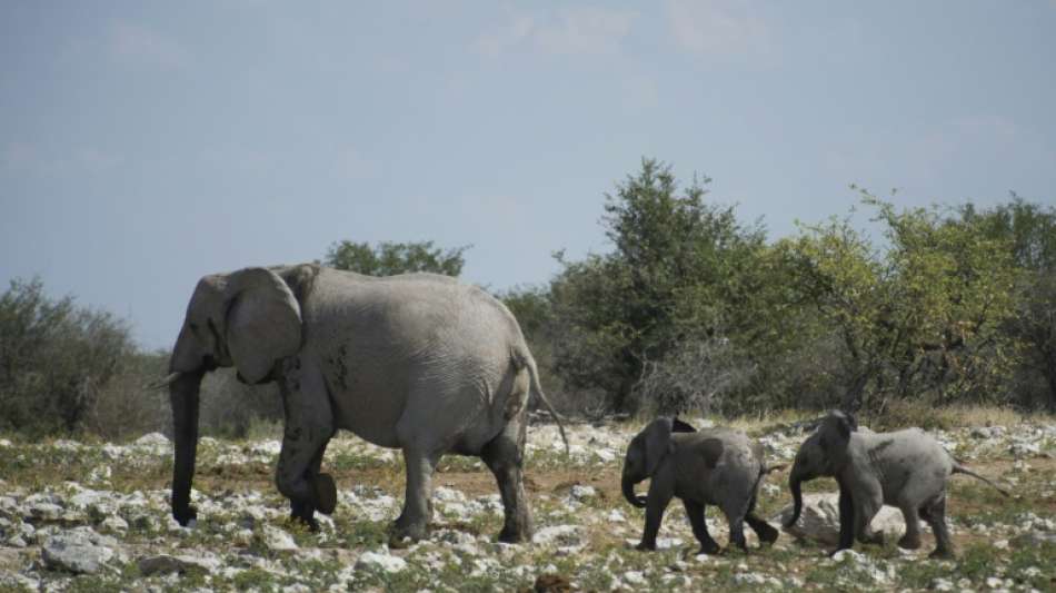Namibia verkauft bei Elefanten-Auktion nur ein Drittel der Tiere