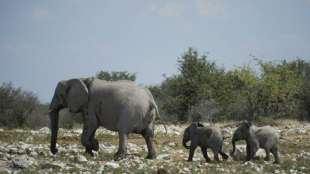 Namibia verkauft bei Elefanten-Auktion nur ein Drittel der Tiere