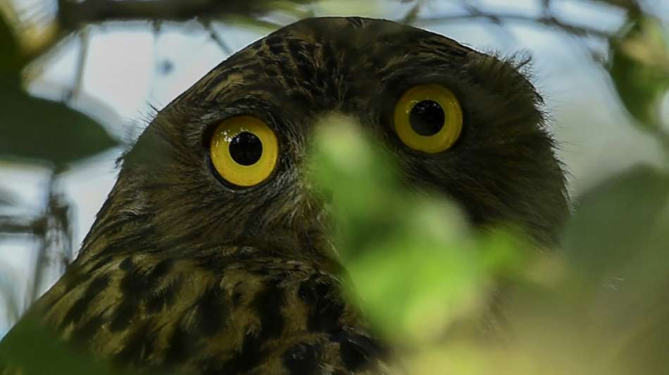Tierische "Alarmanlage" - Eulen sorgen f&uuml;r Polizeieinsatz im Saarland