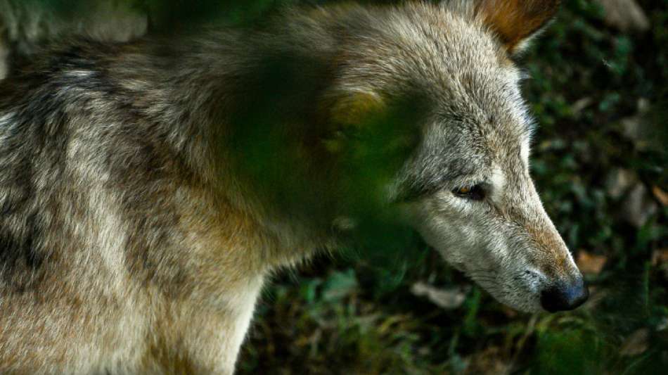 Wolf soll in Belgien ein Känguru gefressen haben