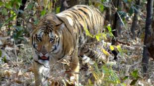 Indische Behörden nehmen einen der meistgesuchten Wilderer fest
