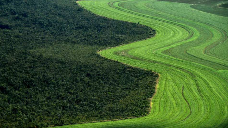 Bolsonaro erklärt deutsche Fördermittel für Waldschutz in Brasilien für verzichtbar