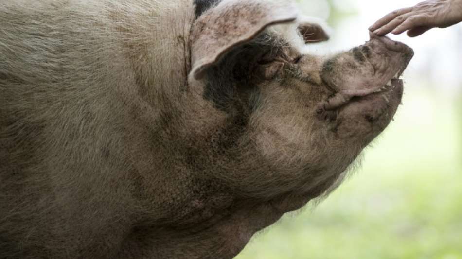 Chinesen trauern um "Heldenschwein"