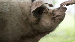 Chinesen trauern um "Heldenschwein"