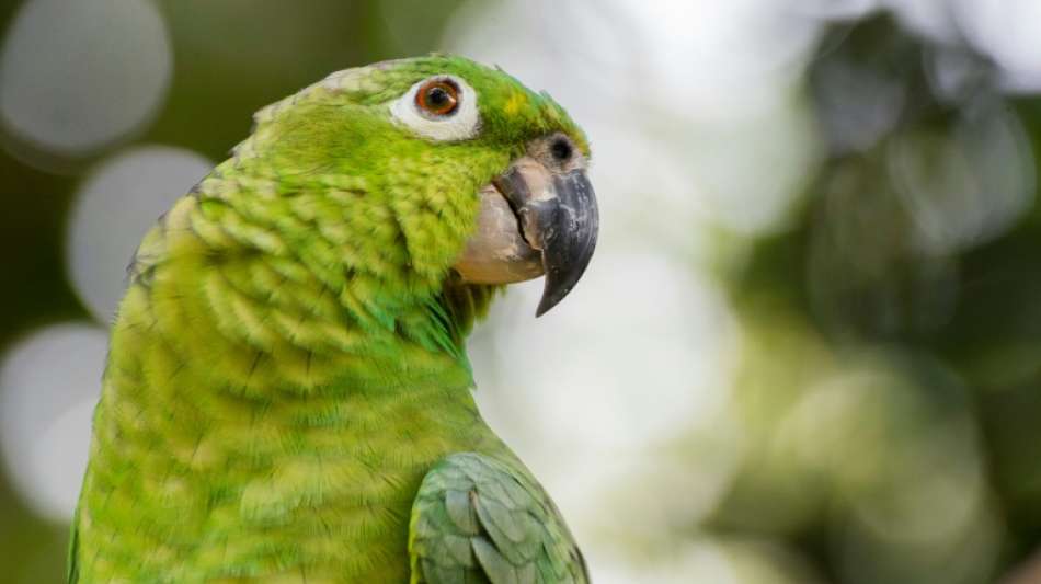 Mann bei Rettungsversuch für Papagei schwer verletzt
