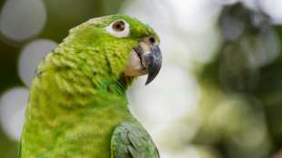 Dresdner Staatsanwaltschaft beschlagnahmt 36 exotische Kakadus und Papageien
