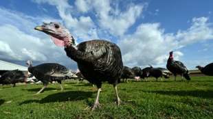In Gro&szlig;britannien fehlen auch 15.000 Metzger - Sorge um den Weihnachtsbraten