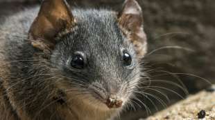 Seltene australische Beutelmaus-Art &uuml;berlebt verheerende Waldbr&auml;nde