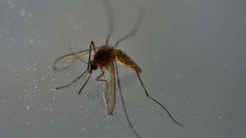 Forscher wollen mit Sterilisation von Mücken Infektionskrankheiten bekämpfen