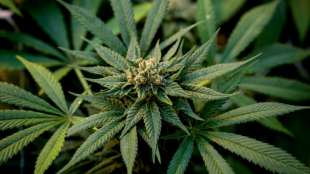 Studie: Zahl der Cannabiskonsumenten europaweit deutlich gestiegen