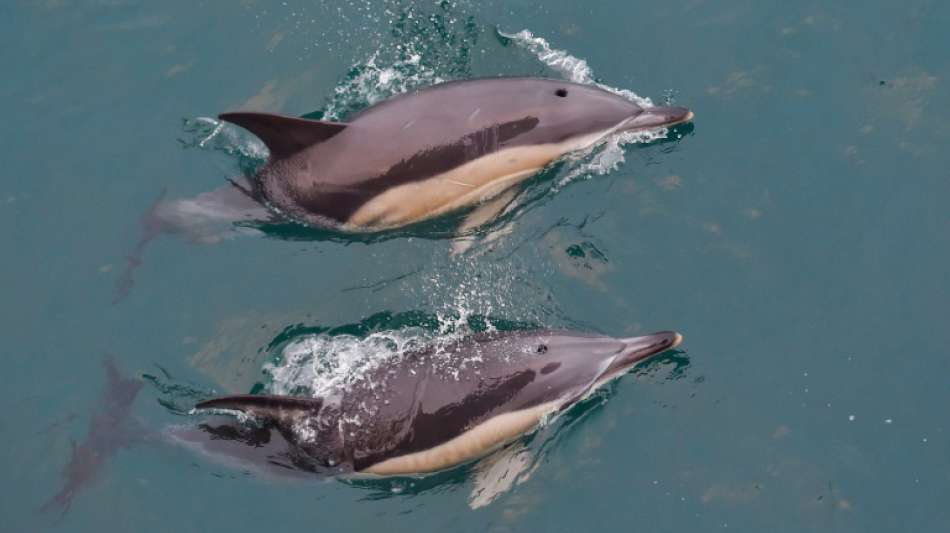 EU-Fischereikommissar beklagt große Menge an Delfinen als Beifang
