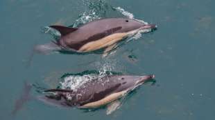 EU-Fischereikommissar beklagt große Menge an Delfinen als Beifang