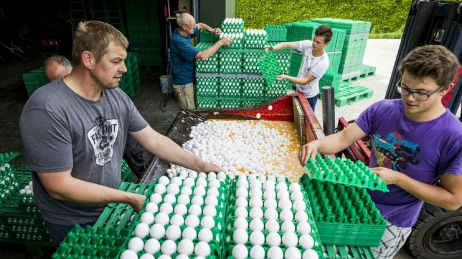 Aldi nimmt wegen Fipronil-Skandals sämtliche Eier aus Verkauf