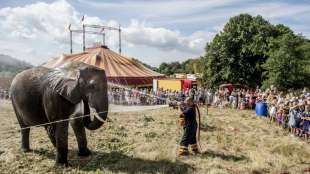 Letzte vier dänische Zirkus-Elefanten gehen in Rente