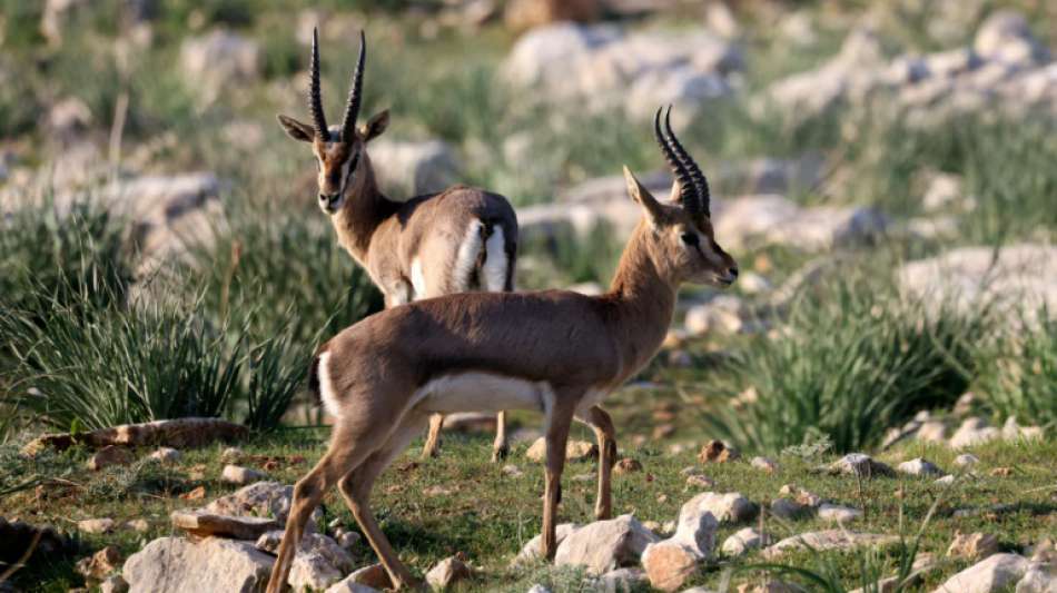Studie: Menschlicher Eingriff in Natur zwingt Tiere zu immer weiteren Wanderungen