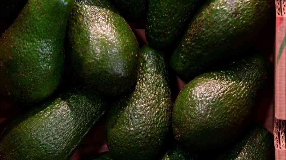 Zollbeamte entdecken 73 Kilogramm Kokain in Avocadolieferung