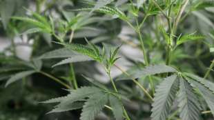 New Yorks Parlament verabschiedet Gesetz zur Legalisierung von Cannabis-Konsum