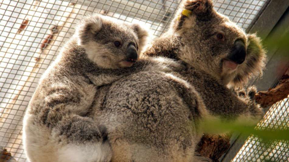 Australische Tierschützer retten zwölf Koalas vor Buschfeuer bei Sydney