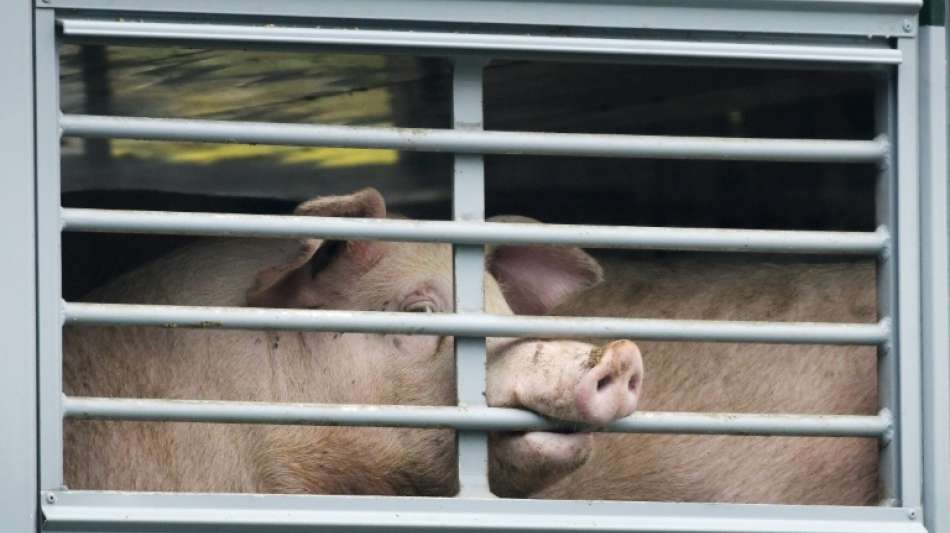 Verdi-Chef gegen massiven Anstieg der Fleischpreise durch Klima-Politik
