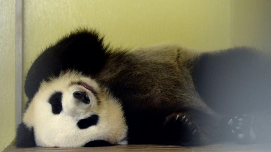 Tierwelt: Panda-Dame in französischem Zoo erwartet Zwillinge