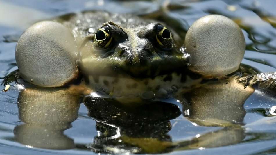 Umfrage: Bundesb&uuml;rger trauen "Ampel" bei Natur- und Klimaschutz wenig zu
